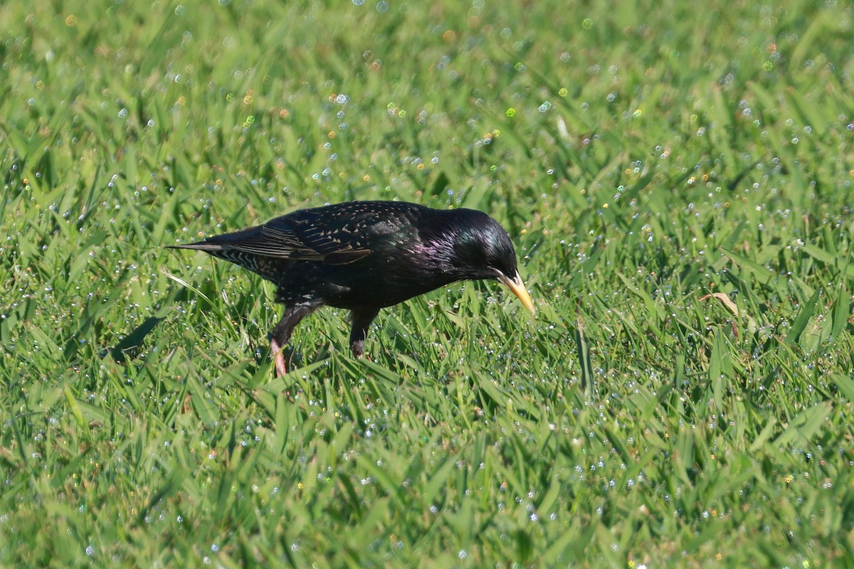 European Starling - ML644976465