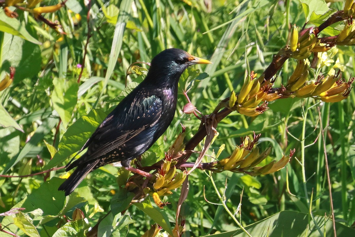 European Starling - ML644976467