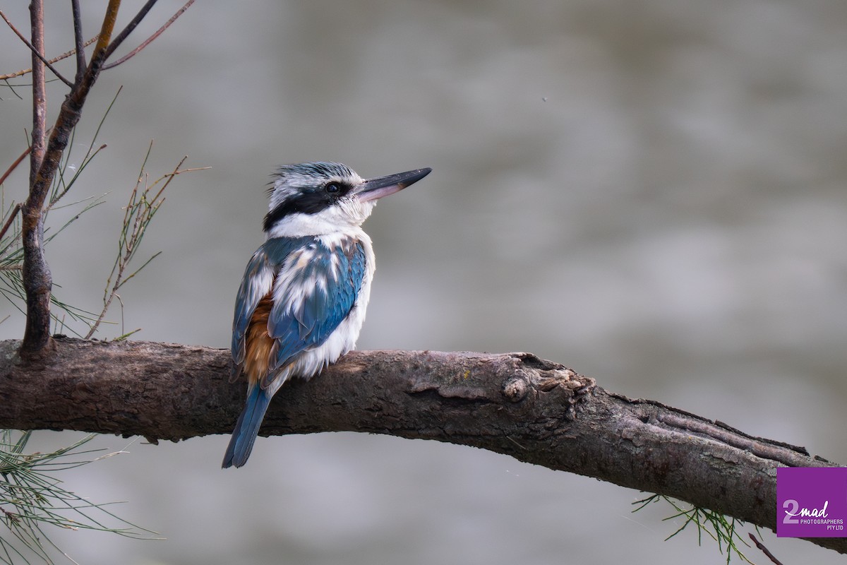 Red-backed Kingfisher - ML644976482