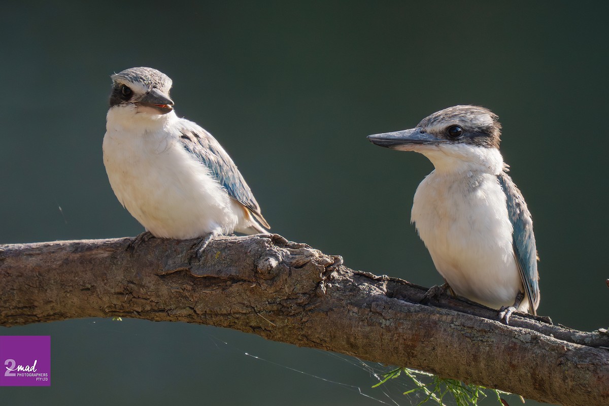 Red-backed Kingfisher - ML644976483