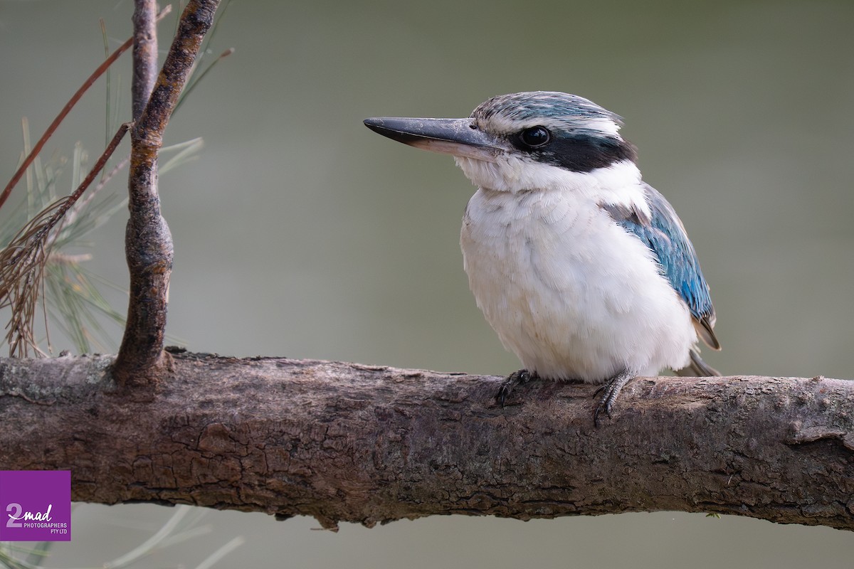Red-backed Kingfisher - ML644976484