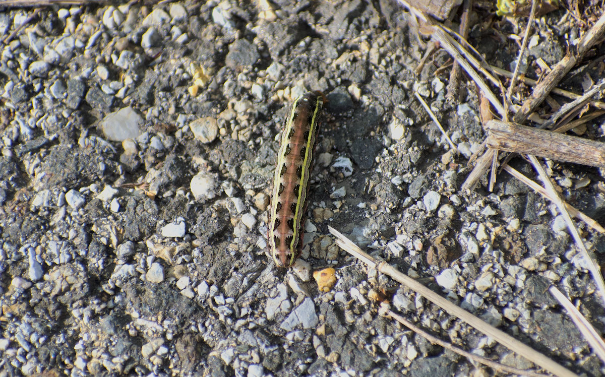 Yellow-striped Armyworm Moth - ML644976495
