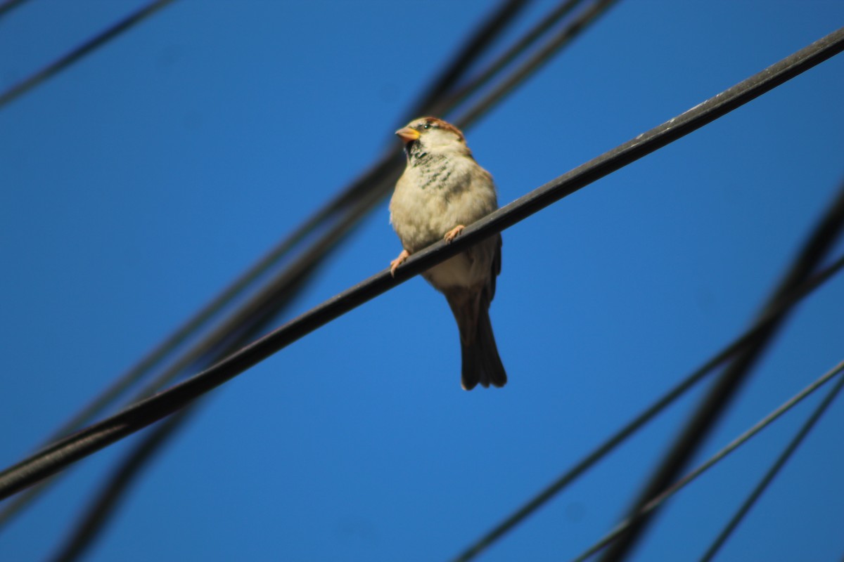 House Sparrow - ML644976502