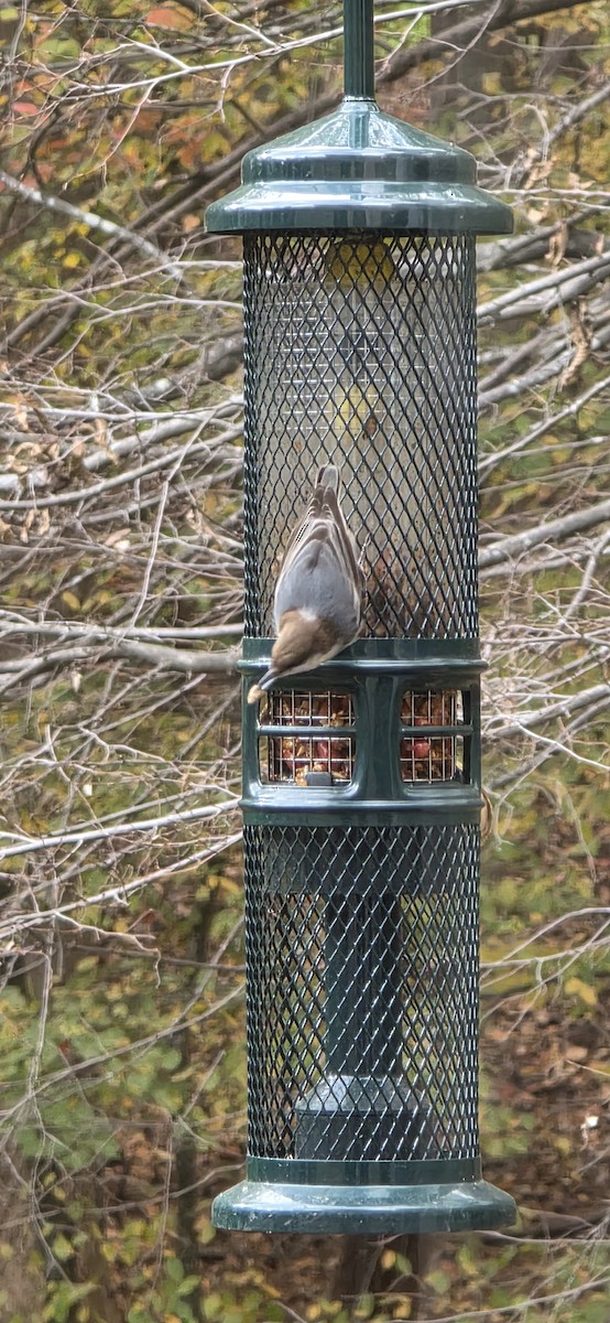 Буроголовый поползень - ML644976535