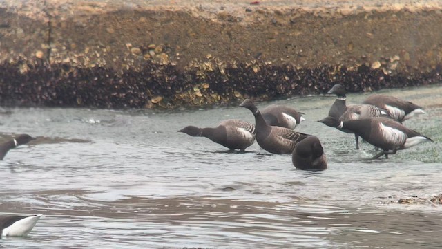 Yosun Kazı - ML644976540