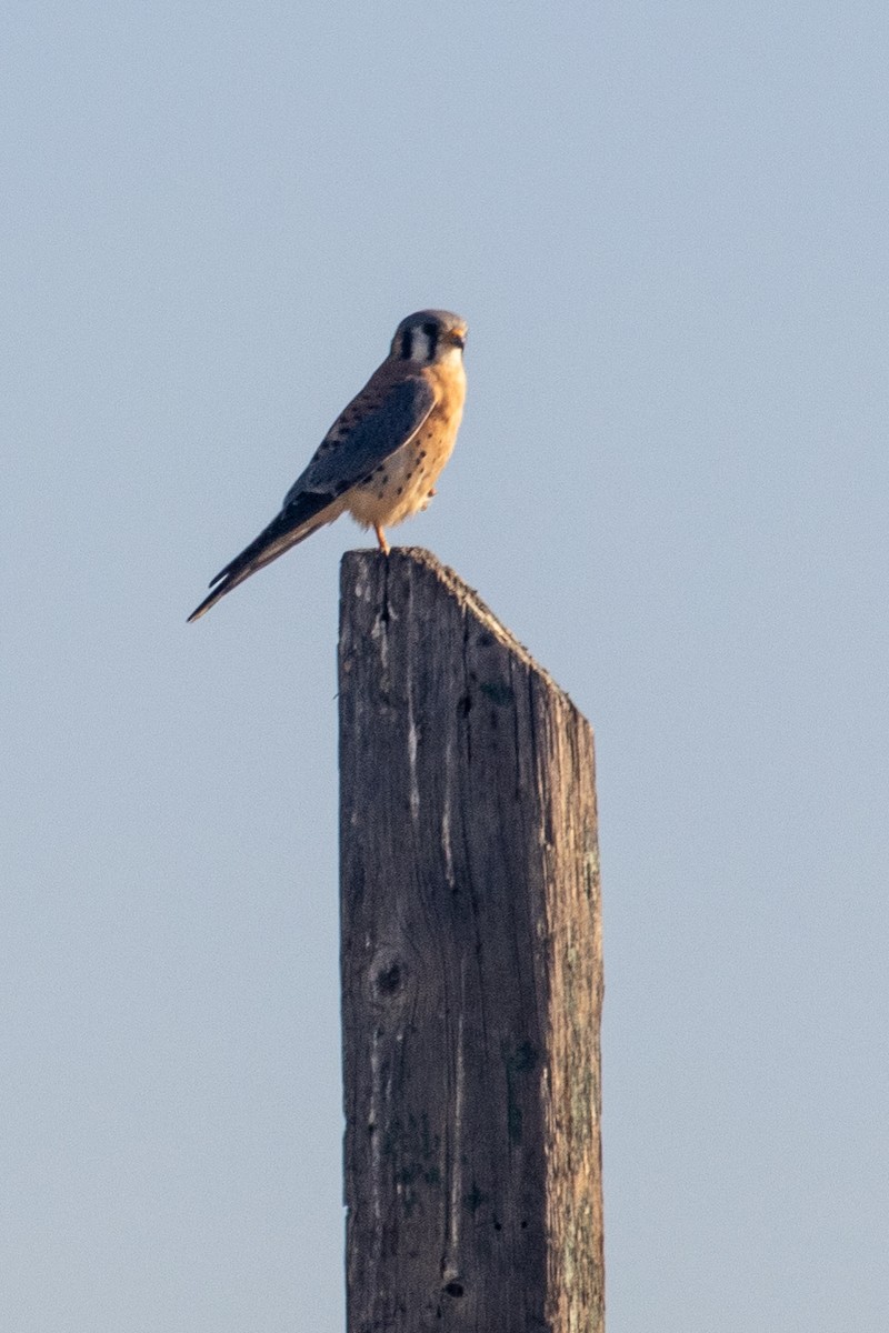 American Kestrel - ML644976546
