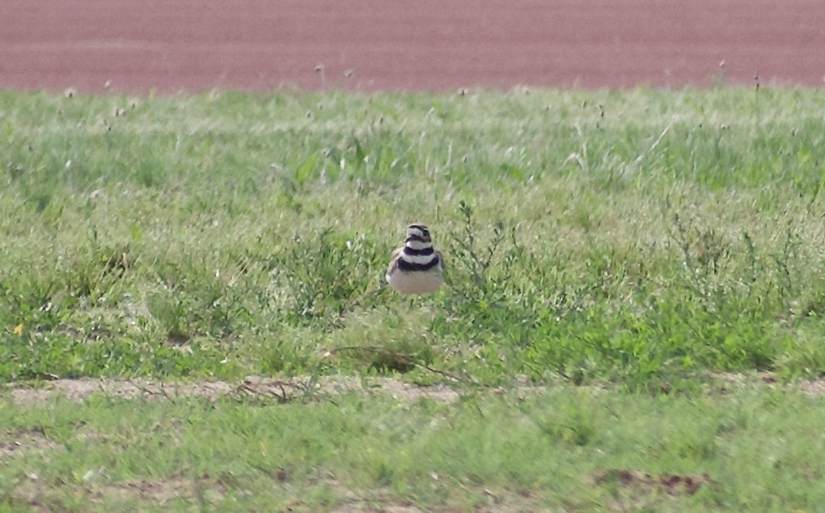 Killdeer - ML644976551