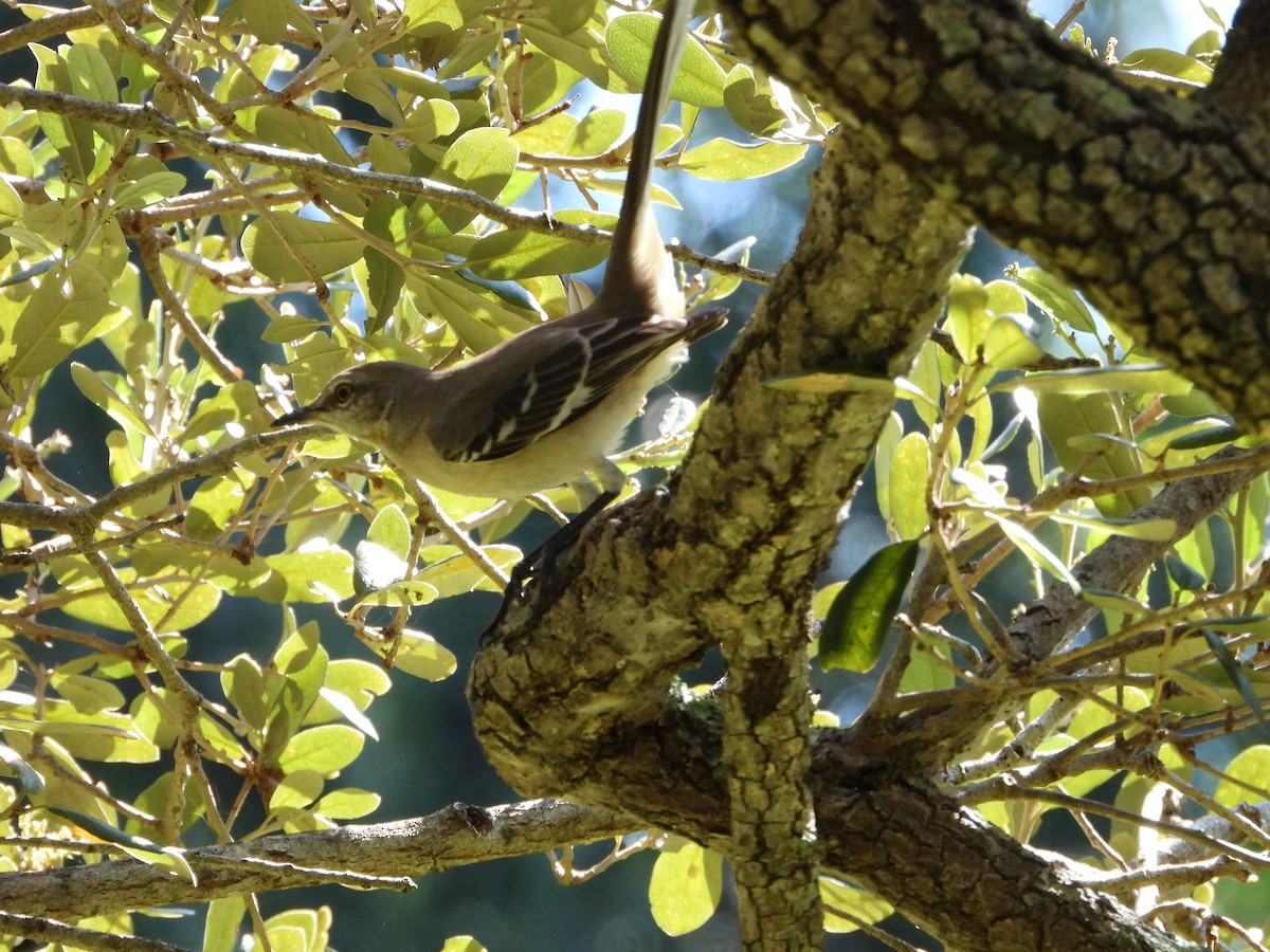 Northern Mockingbird - ML644976576