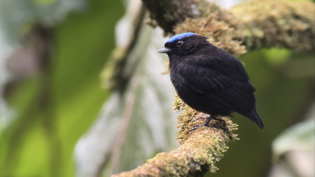 Velvety Manakin - ML644976597