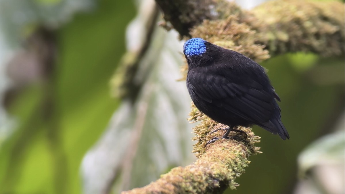 Velvety Manakin - ML644976598