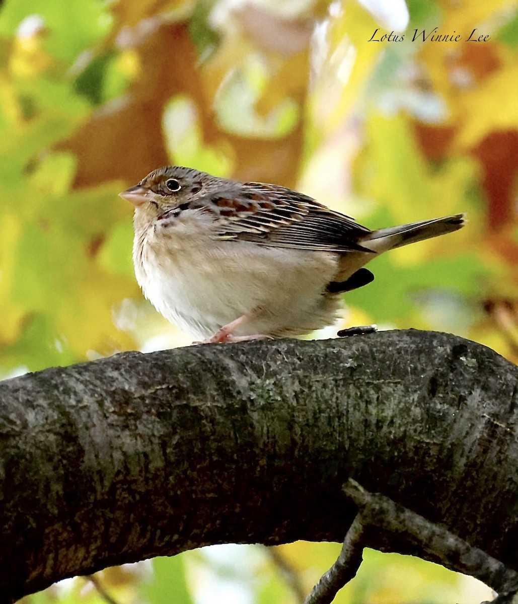 Bruant sauterelle - ML644976640