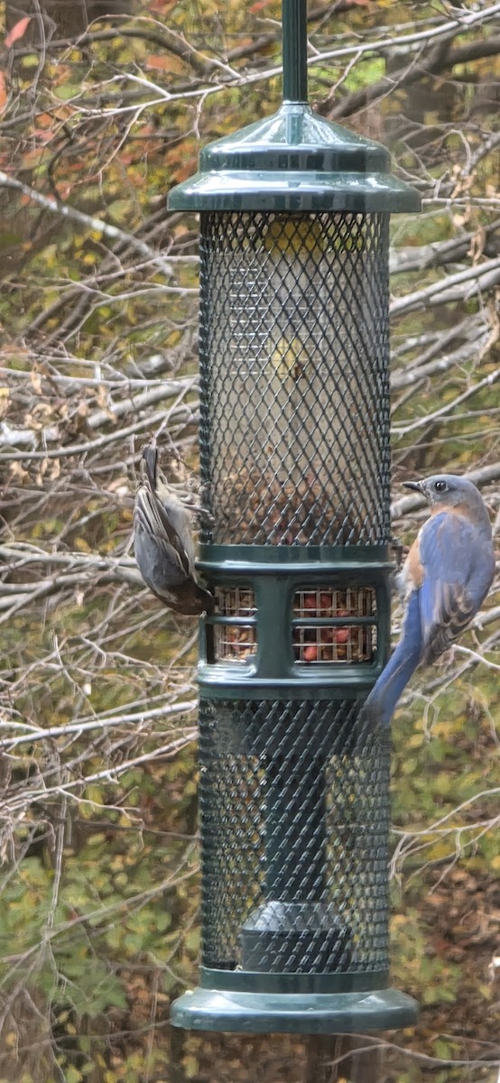 Eastern Bluebird - ML644976649