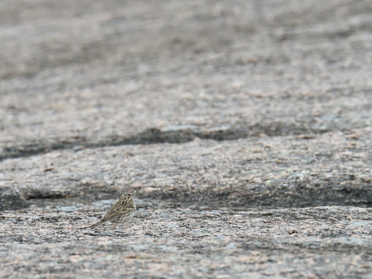 Vesper Sparrow - ML644976660