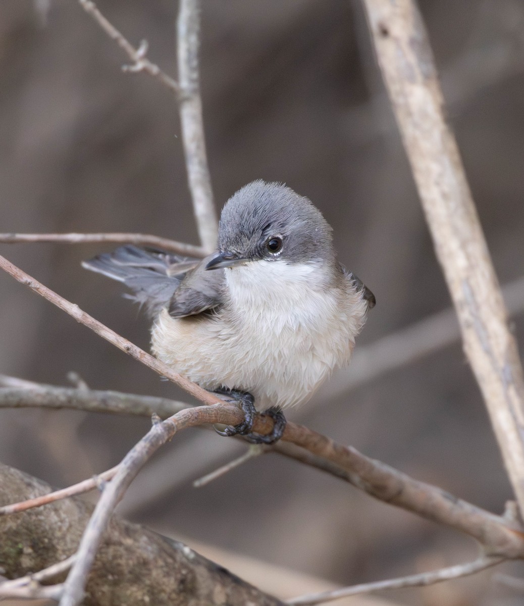 Lesser Whitethroat - ML644976672