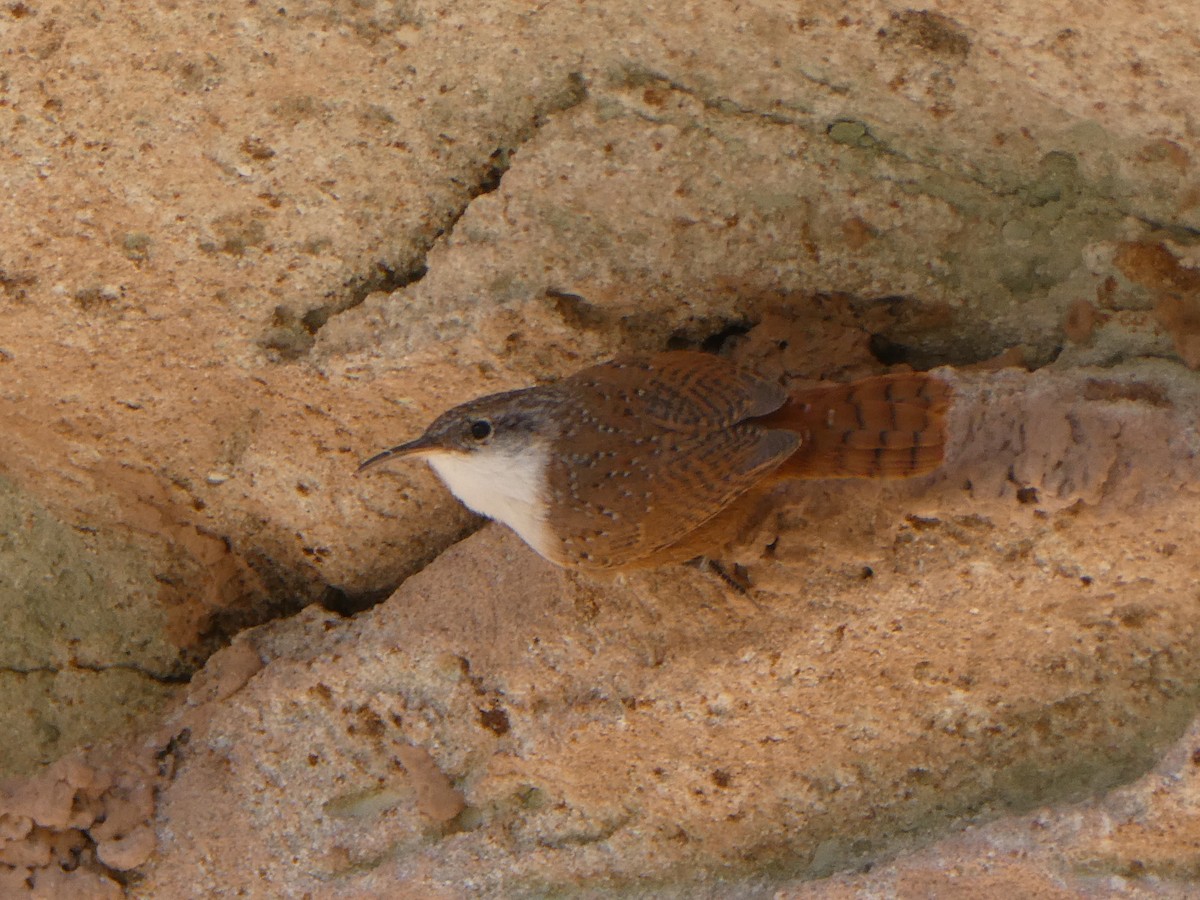 Canyon Wren - ML644976674