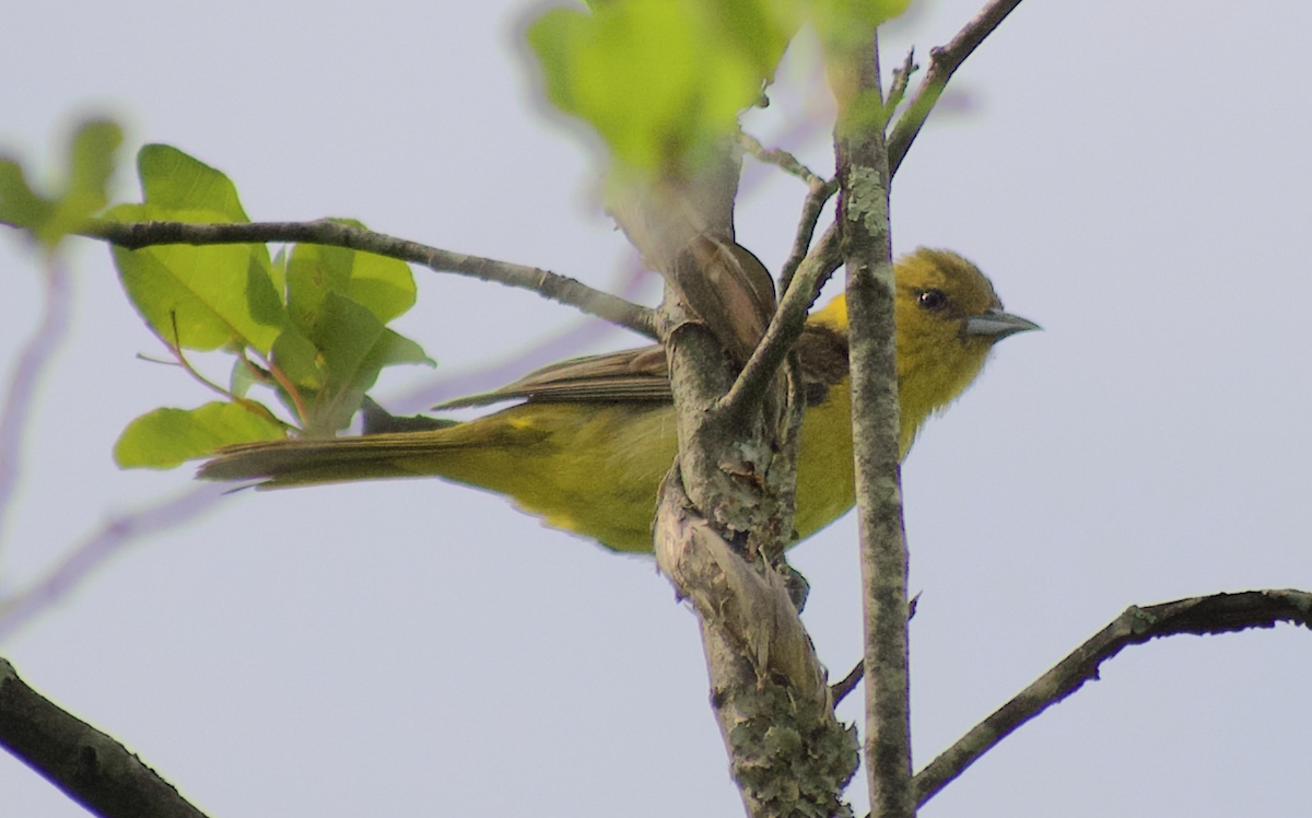 Orchard Oriole - ML644976679