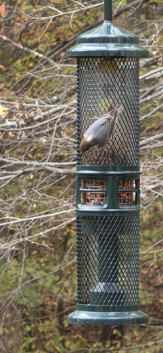 Буроголовый поползень - ML644976684