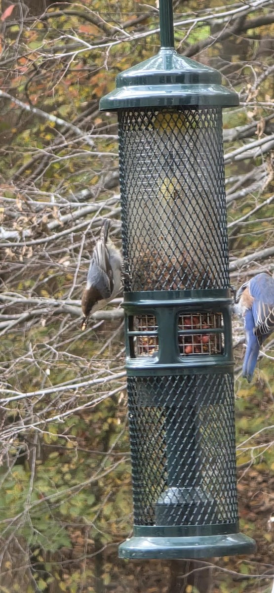 Буроголовый поползень - ML644976686