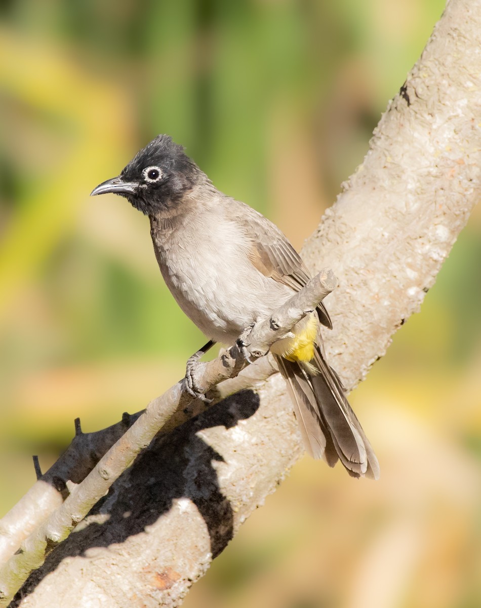 White-spectacled Bulbul - ML644976693