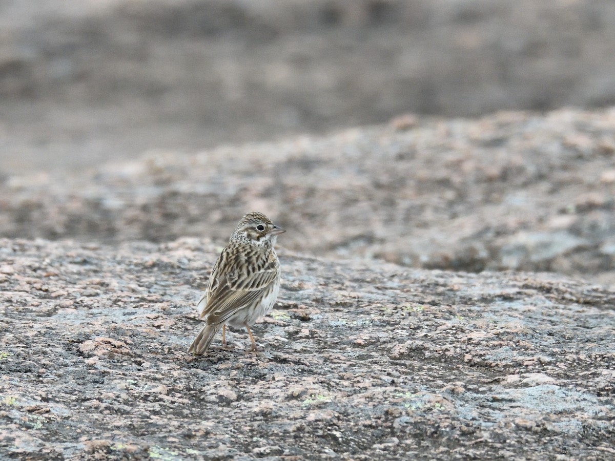 Vesper Sparrow - ML644976694
