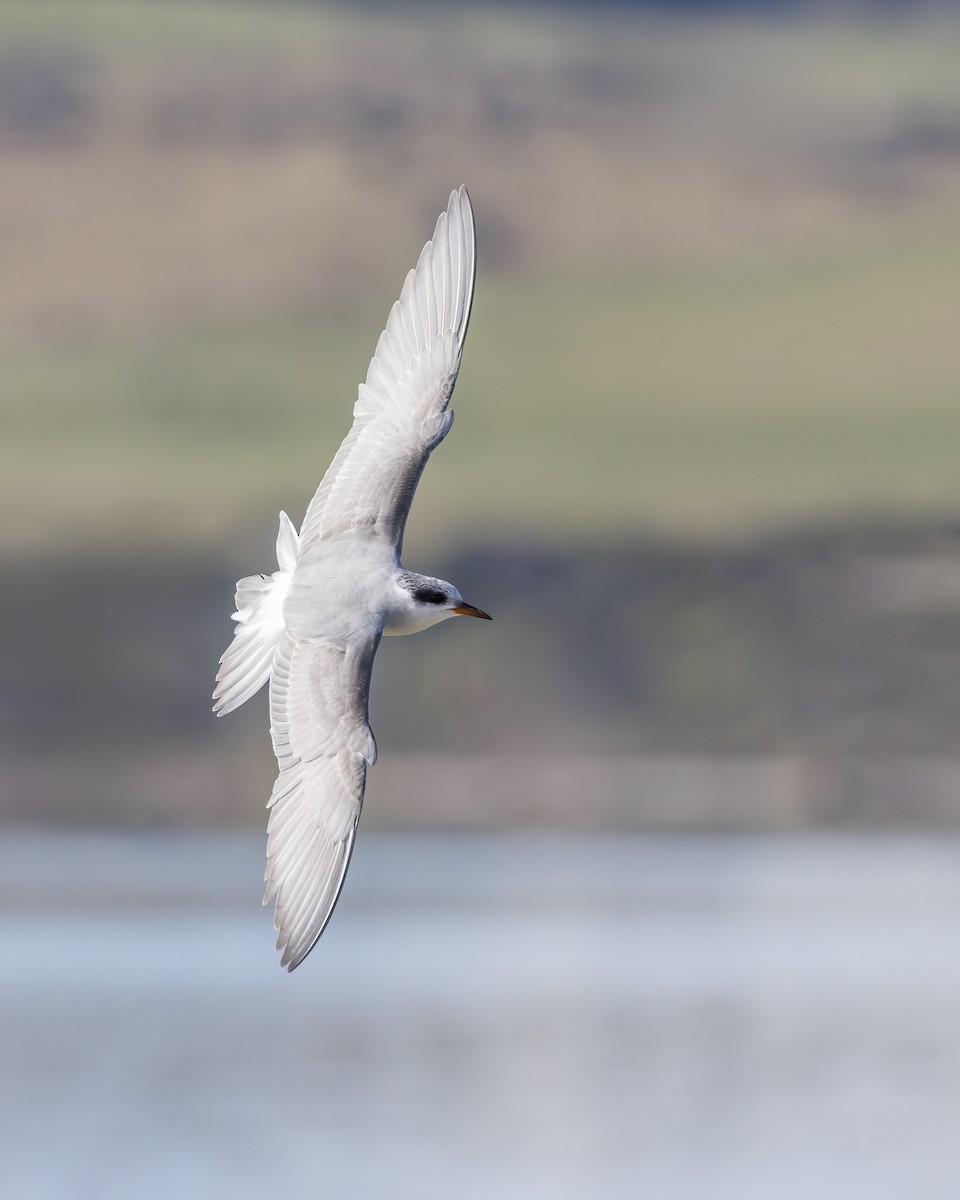 Black-fronted Tern - ML644976700