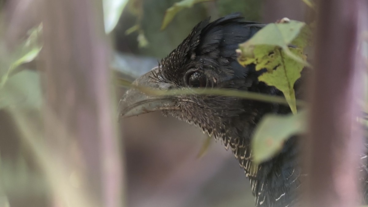 Yazılı Yer Guguğu - ML644976733
