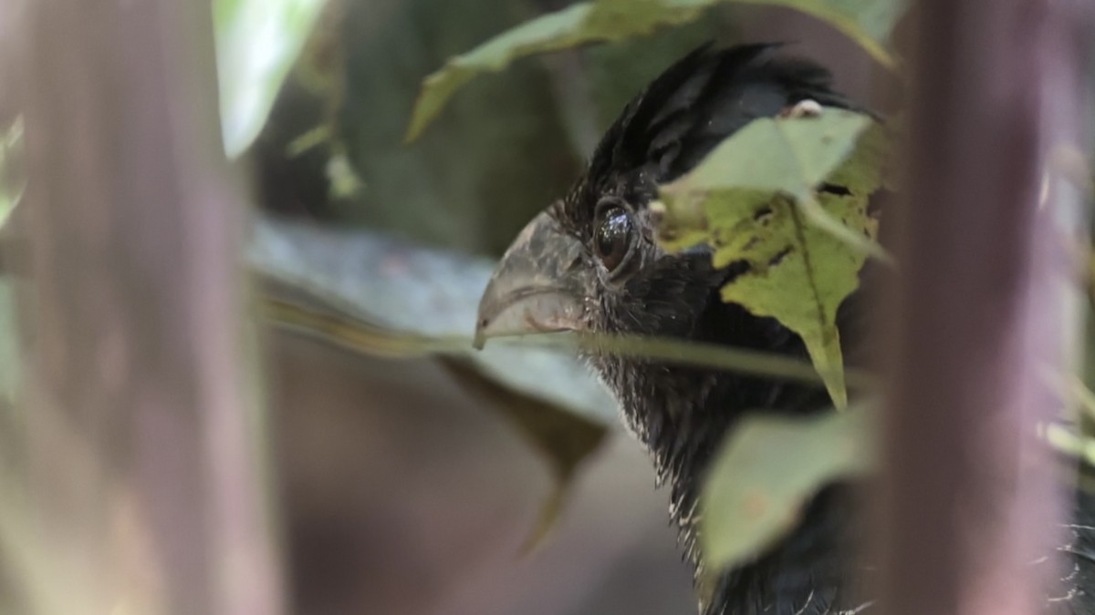 Yazılı Yer Guguğu - ML644976734