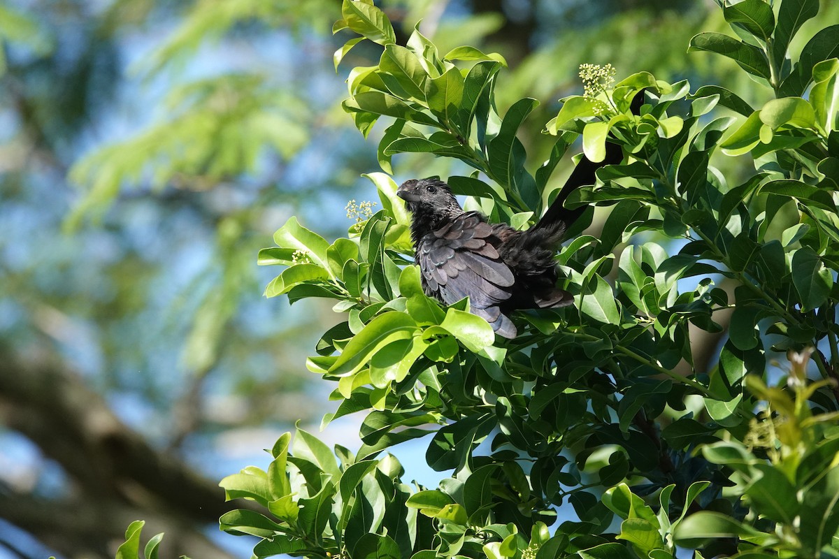 glattnebbani - ML644976750