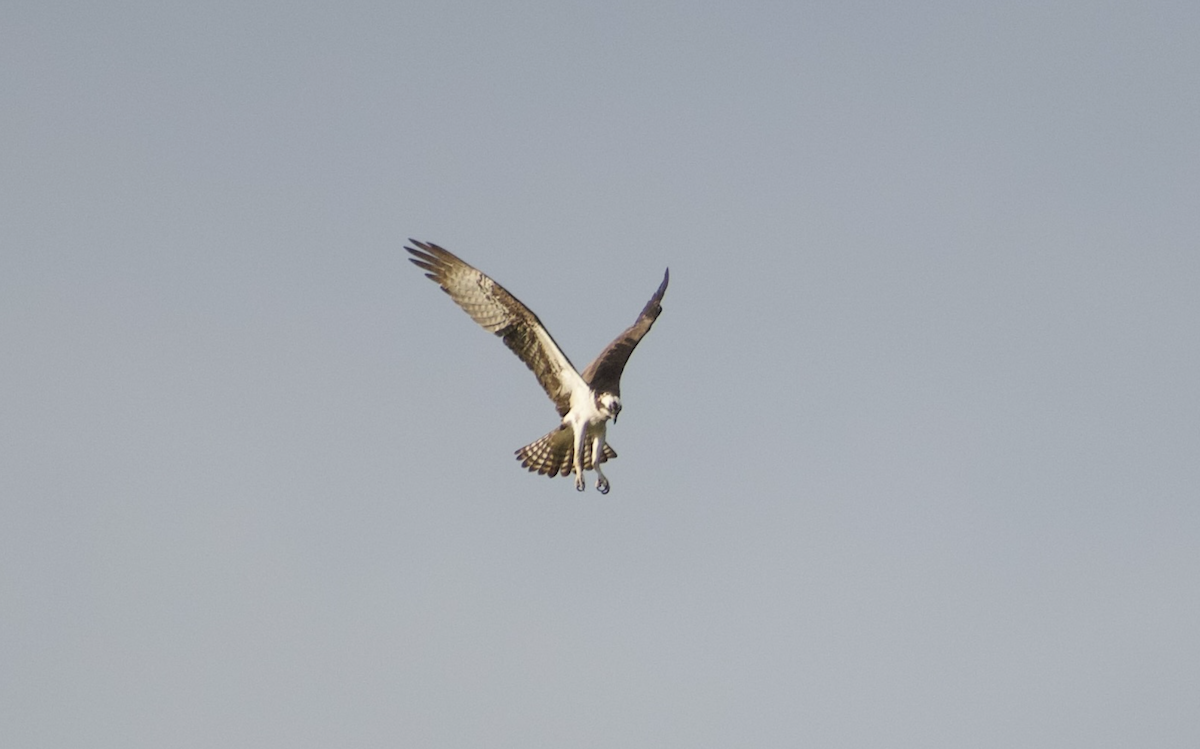 Osprey - ML644976755