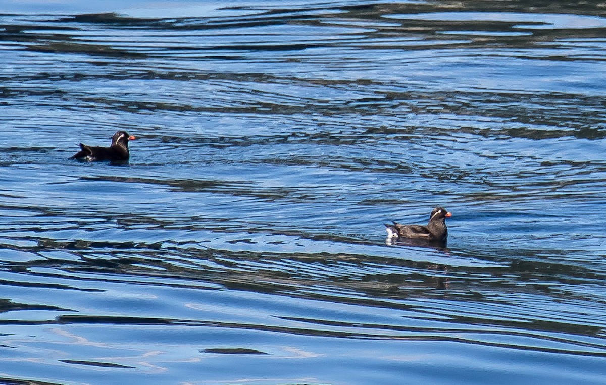 Parakeet Auklet - ML644976762