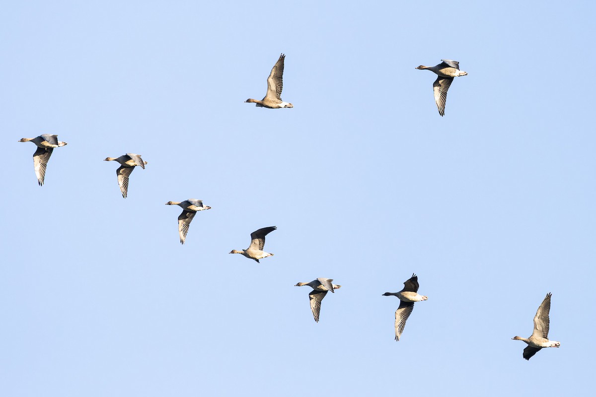 Pink-footed Goose - ML644976792