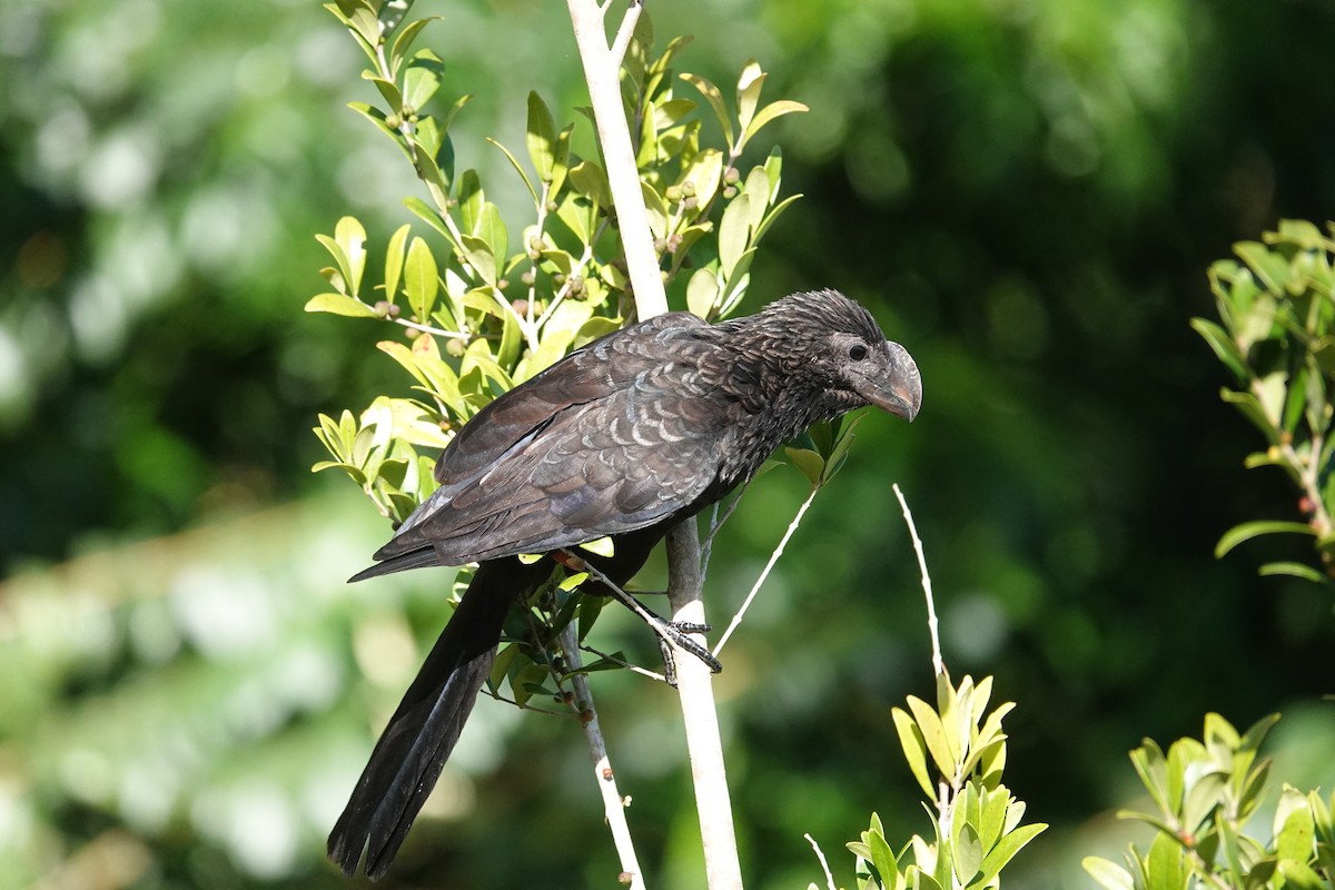 glattnebbani - ML644976795