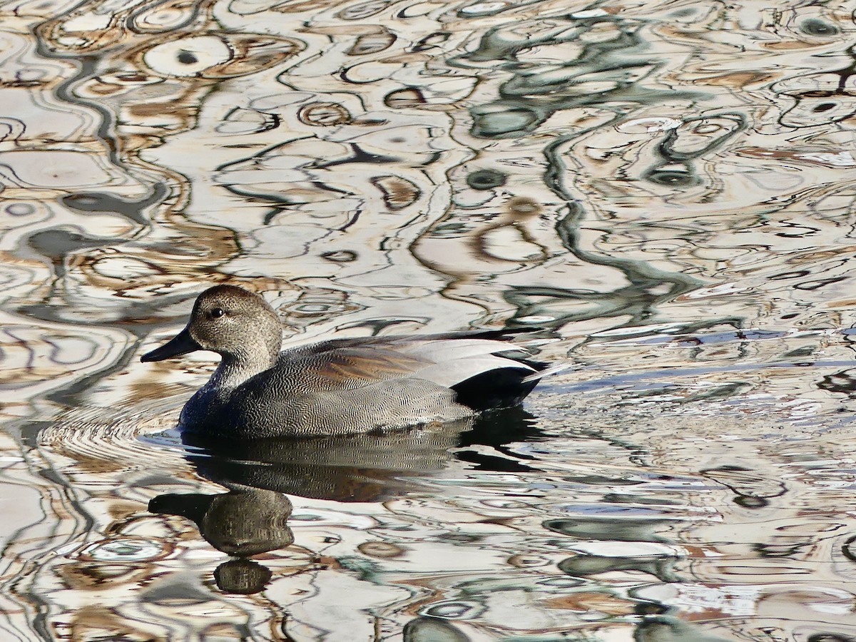 Gadwall - ML644976799