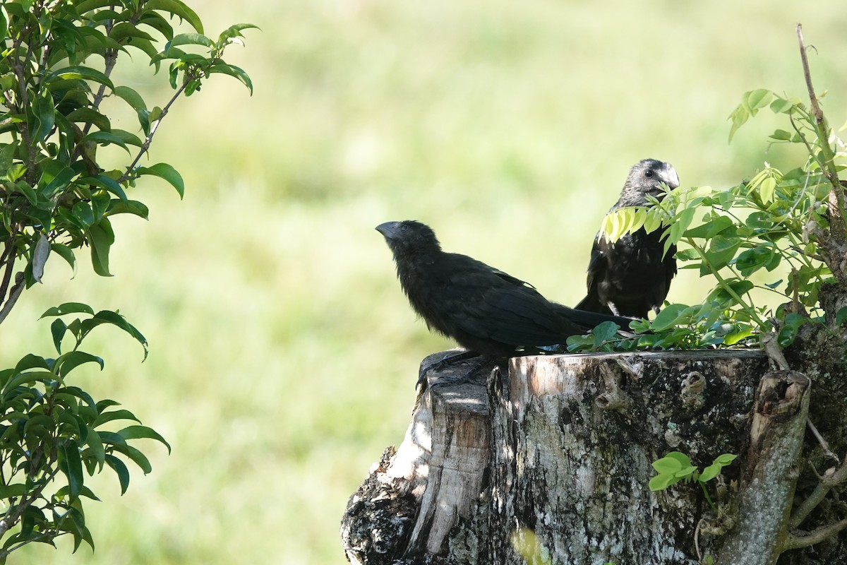 glattnebbani - ML644976808