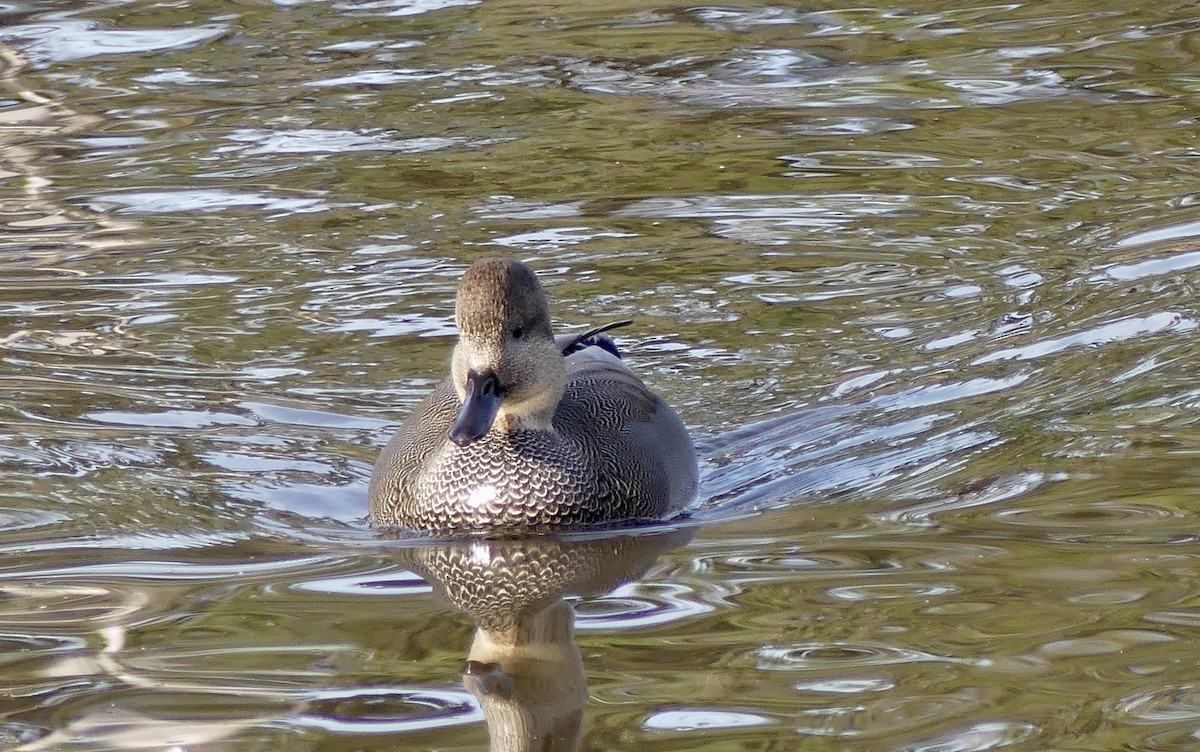 Gadwall - ML644976810