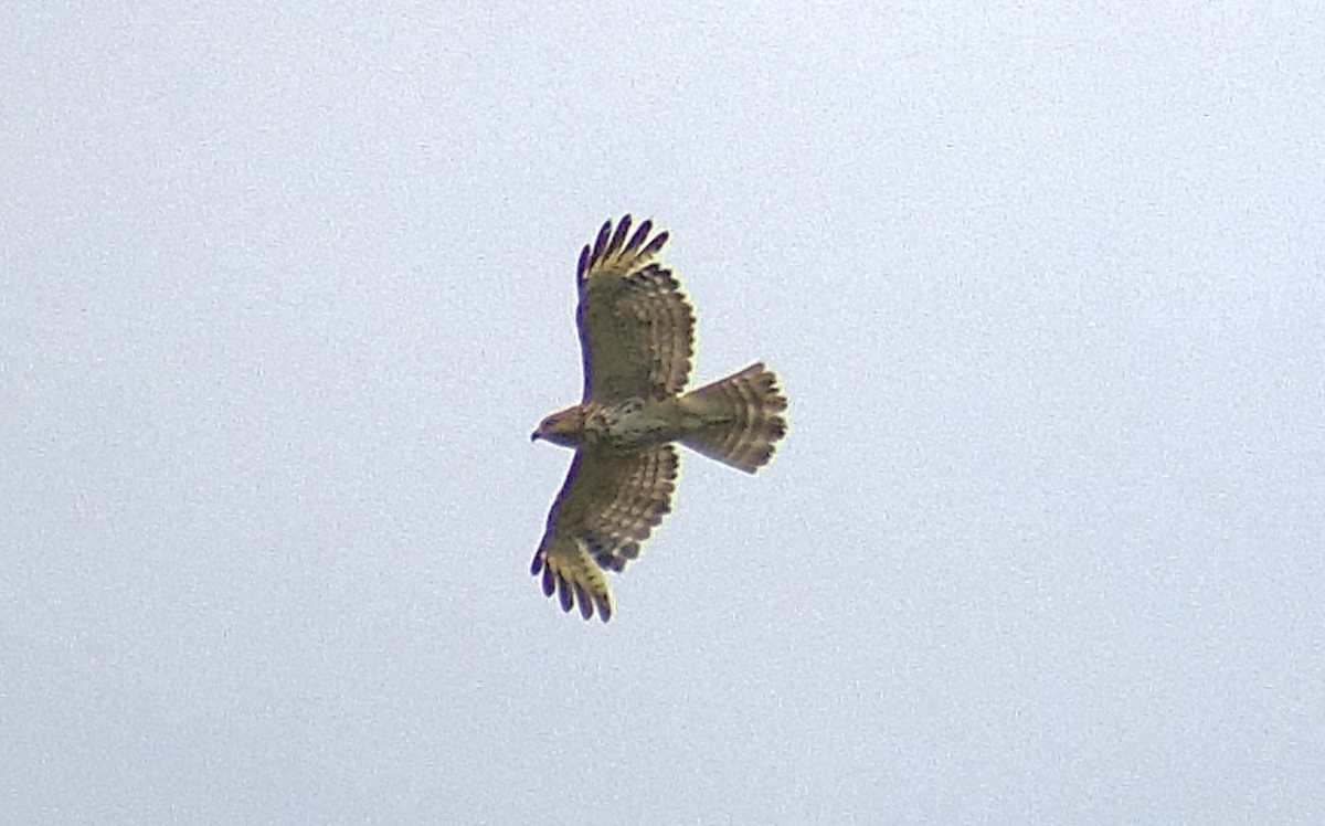 Red-shouldered Hawk - ML644976816