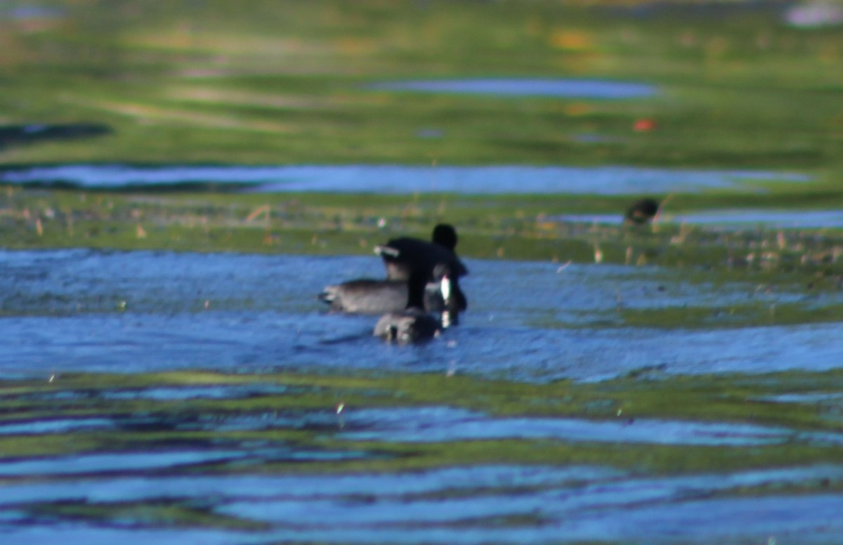 Focha Americana - ML644976818