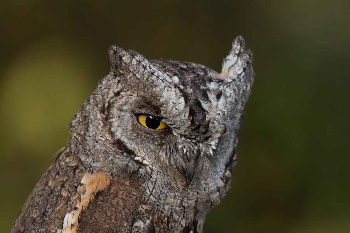 Eurasian Scops-Owl - ML644976825