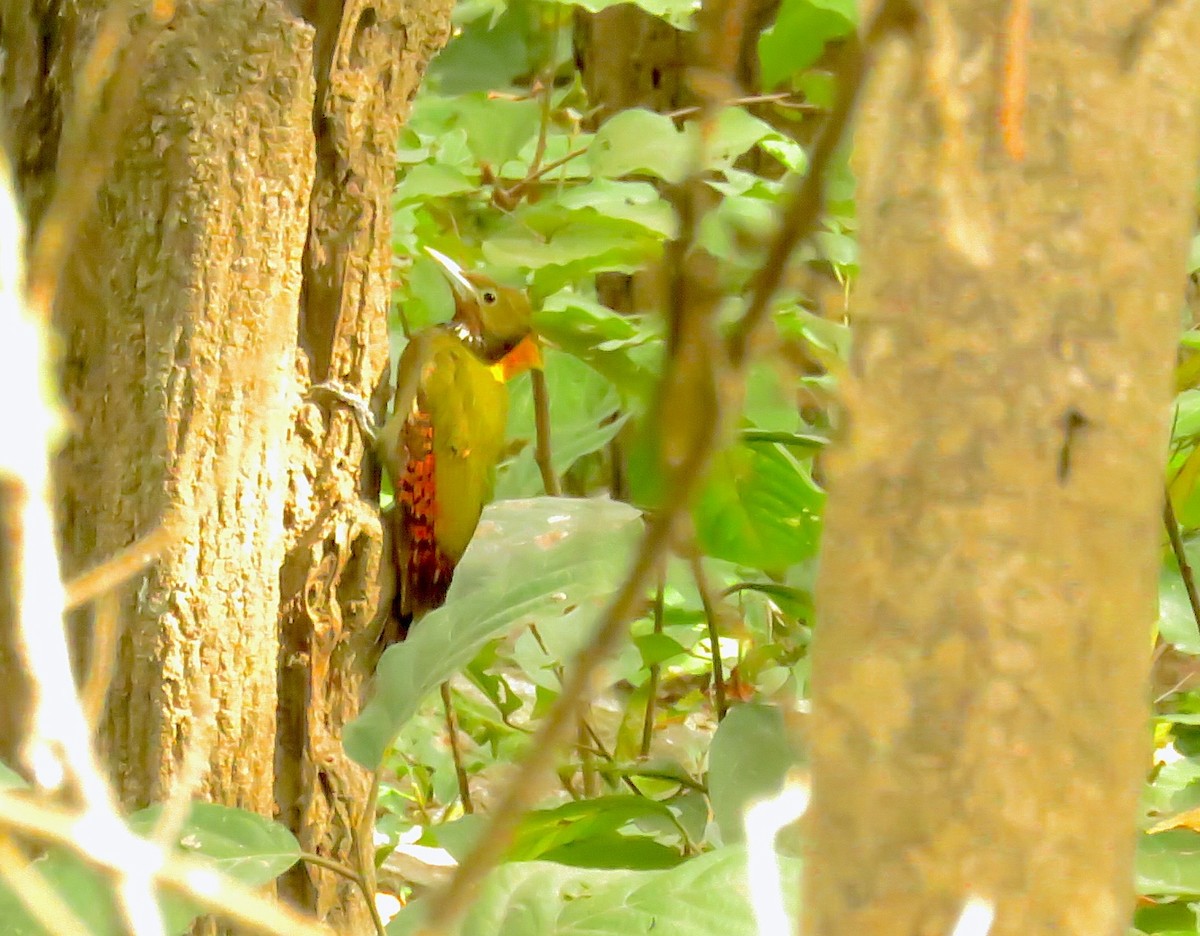 Greater Yellownape - ML644976842