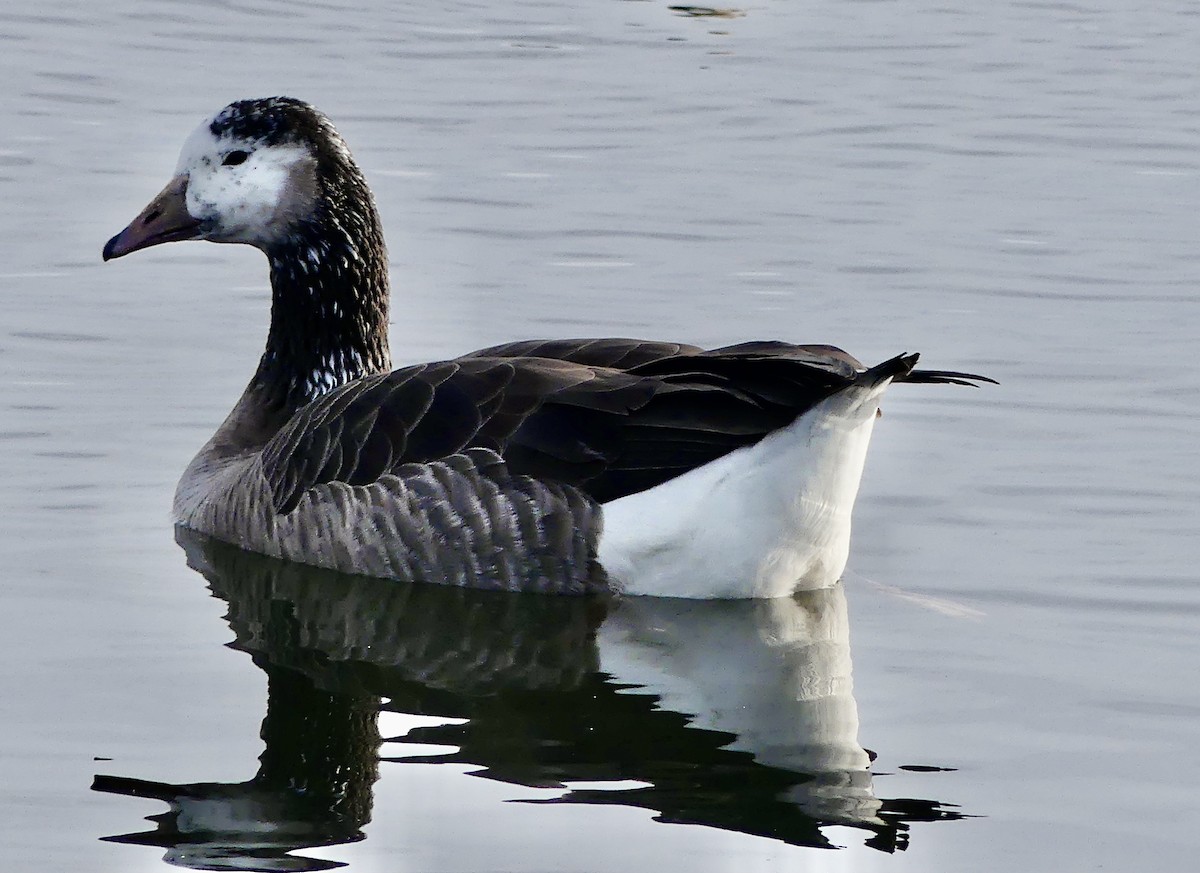 Bernache du Canada - ML644976855