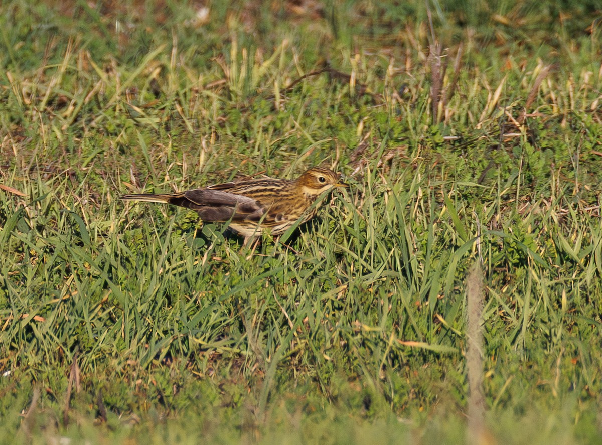 Red-throated Pipit - ML644976856
