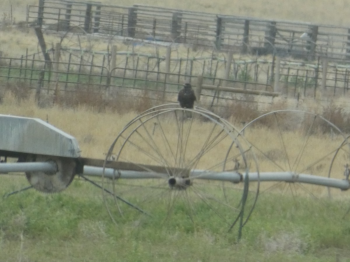 kongevåk - ML644976862