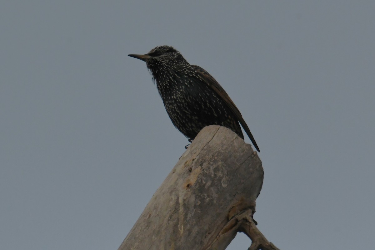 European Starling - ML644976877
