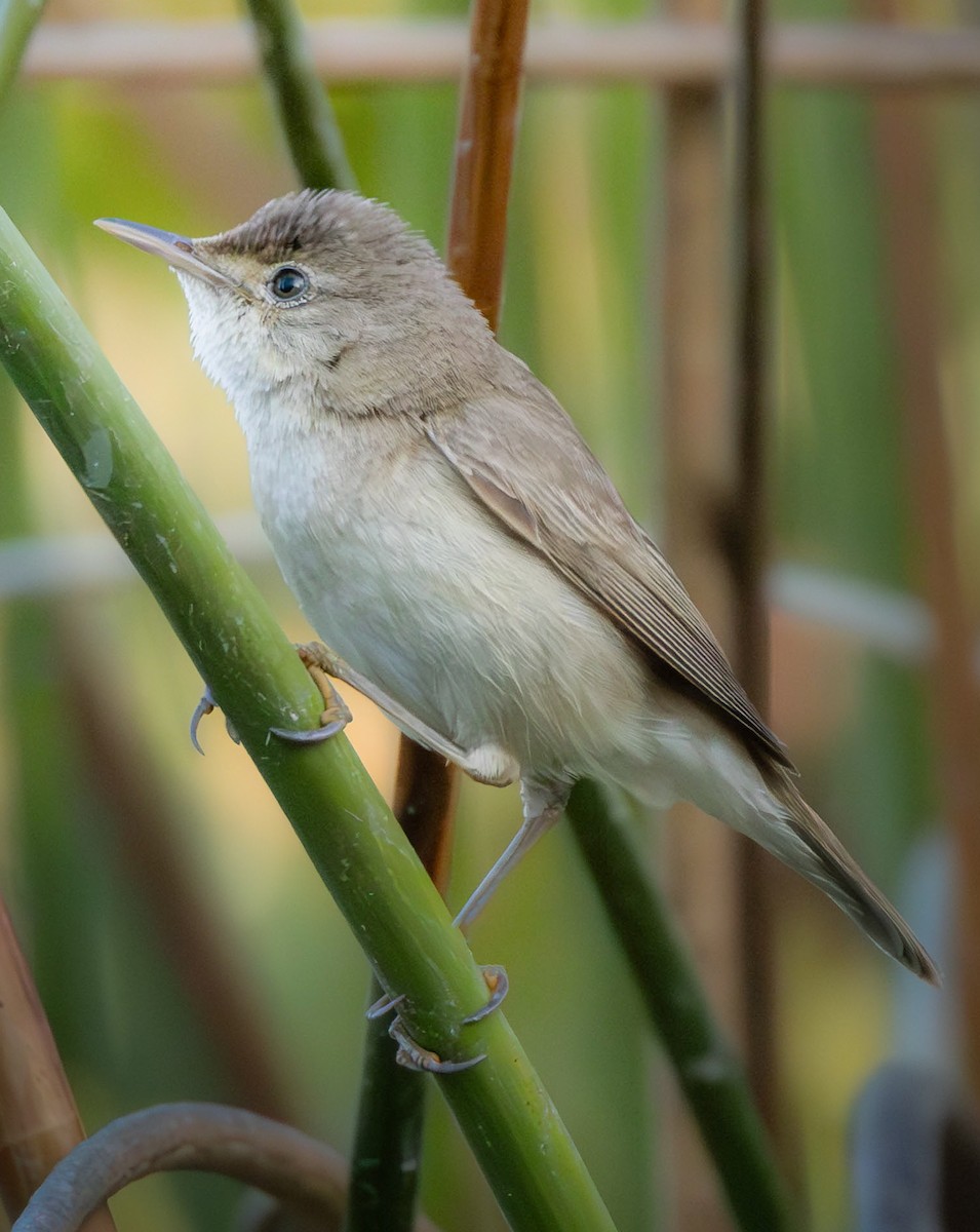 Common Reed Warbler - ML644976879