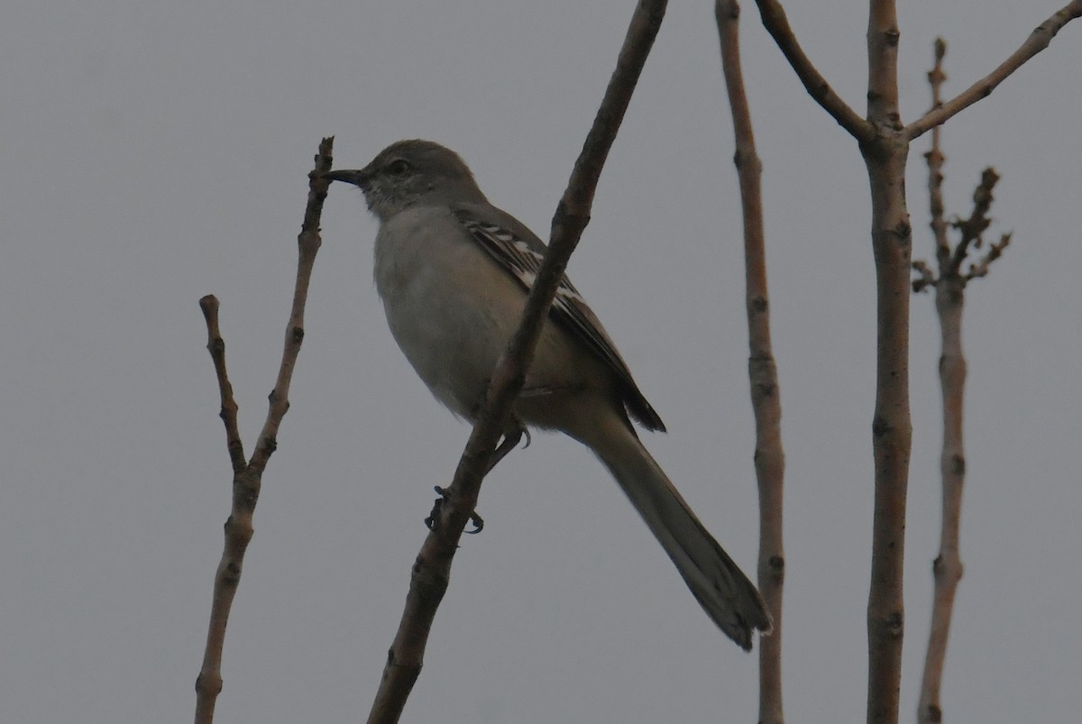 Northern Mockingbird - ML644976880