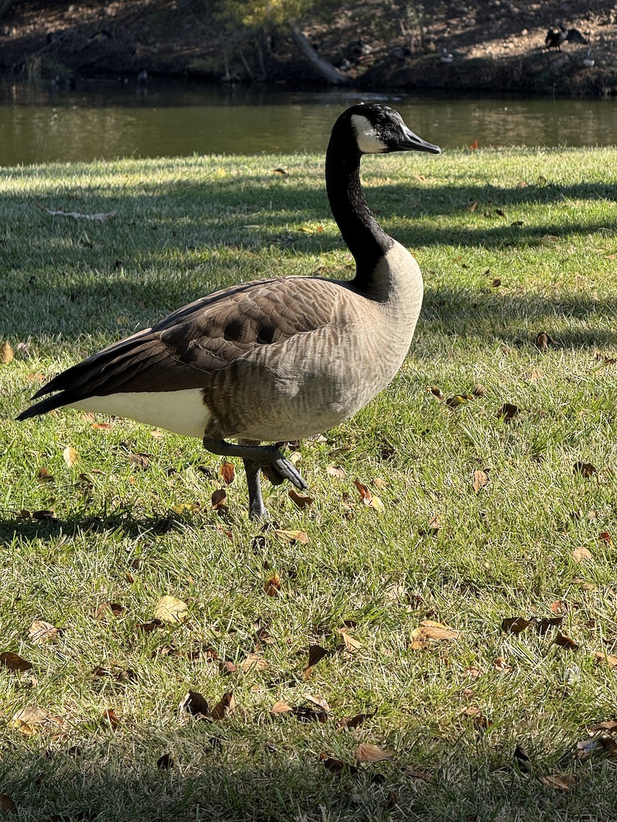 Bernache du Canada - ML644976895