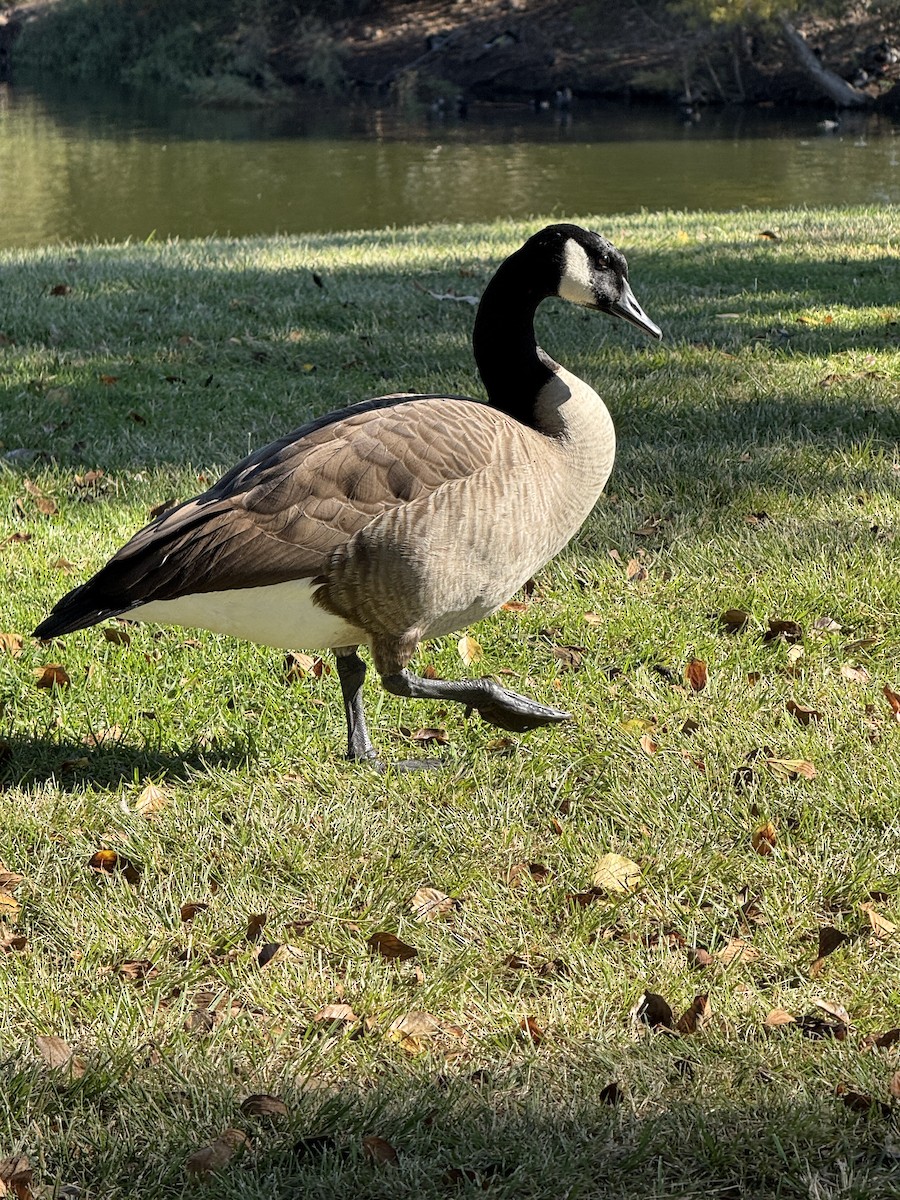 Bernache du Canada - ML644976896