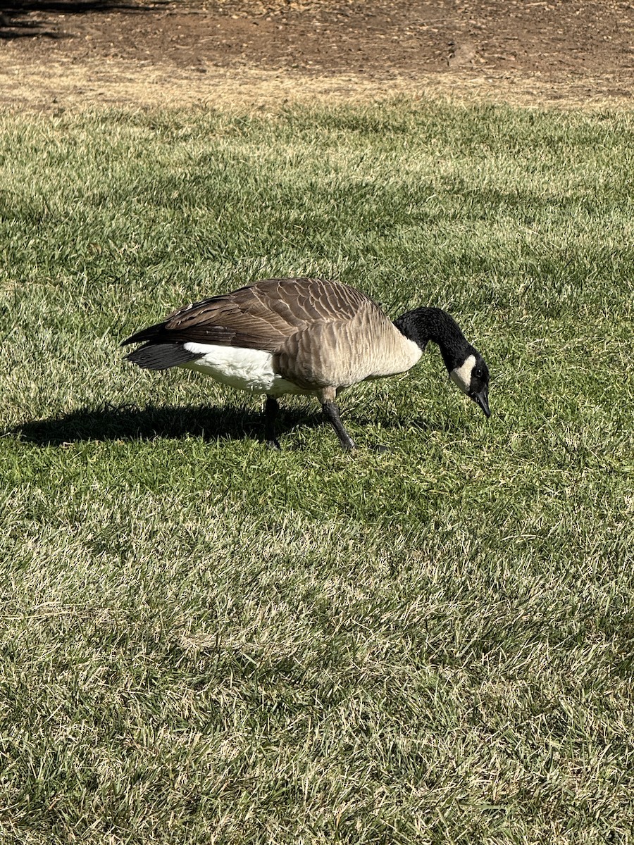 Bernache du Canada - ML644976897