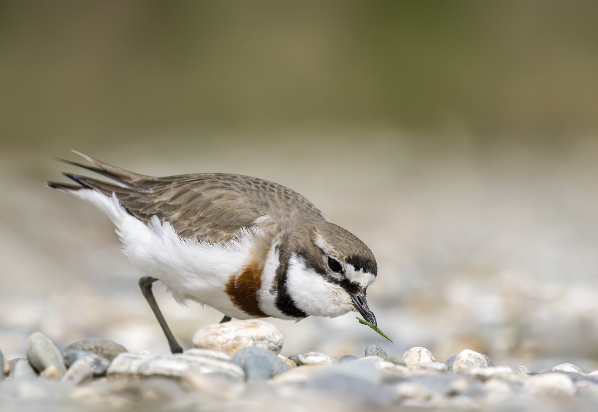 Double-banded Plover - ML644976902