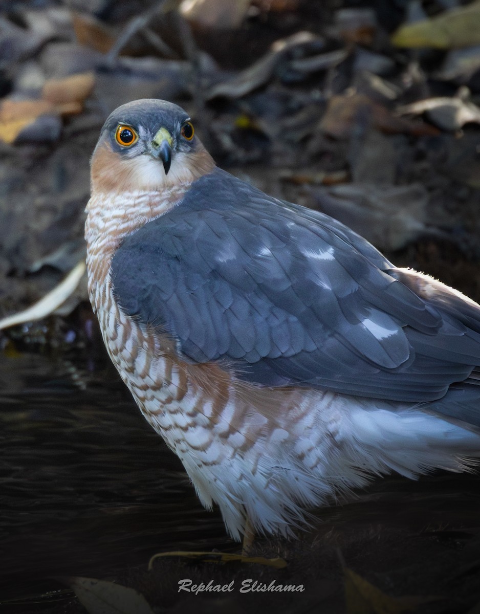 Eurasian Sparrowhawk - ML644976909